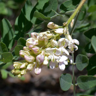 Robinia neomexicana, New Mexico Locust